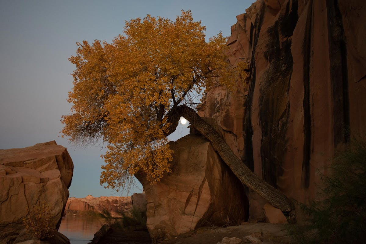 Stubborn Tree- 1st Place winner for State of the Rockies photo competition. Photo by Tomas Michelangeli ’28