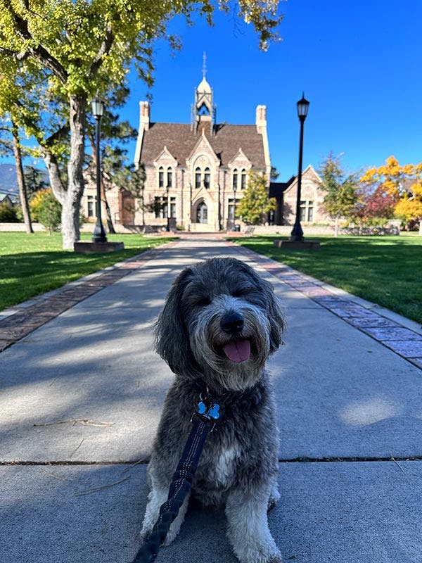 Guinness, the handsome pup belonging to Ann Marie Gonzalez in Facilities, loves being on campus. Photo provided by Gonzalez